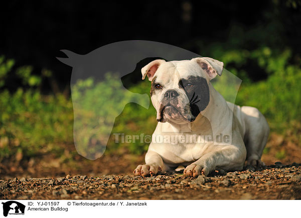 American Bulldog / YJ-01597