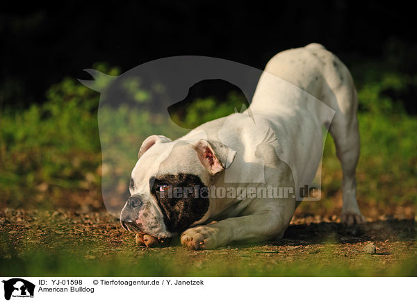 American Bulldog / YJ-01598