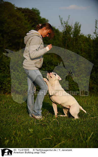 American Bulldog zeigt Trick / YJ-01605