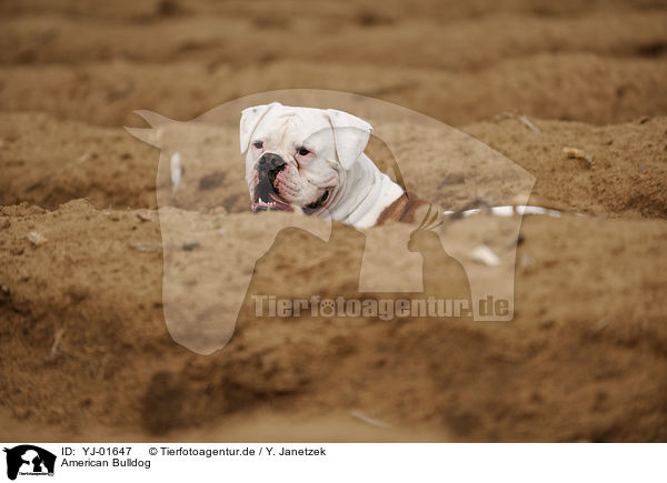 American Bulldog / YJ-01647