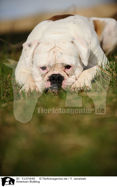 American Bulldog / YJ-01648