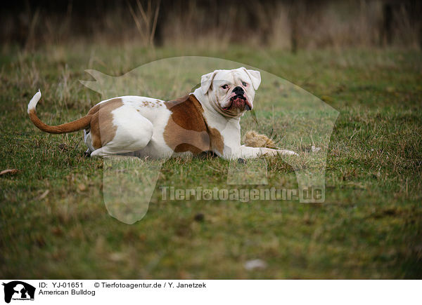 American Bulldog / YJ-01651