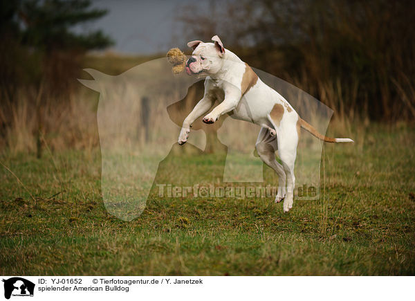 spielender American Bulldog / YJ-01652