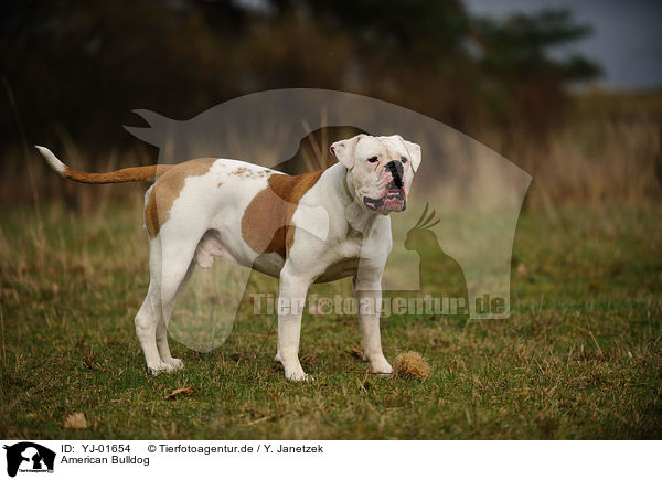 American Bulldog / YJ-01654