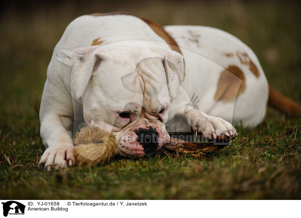 American Bulldog / YJ-01658
