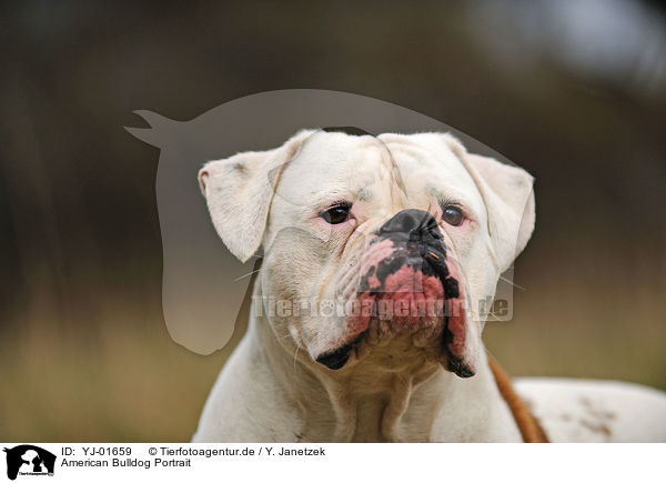 American Bulldog Portrait / YJ-01659