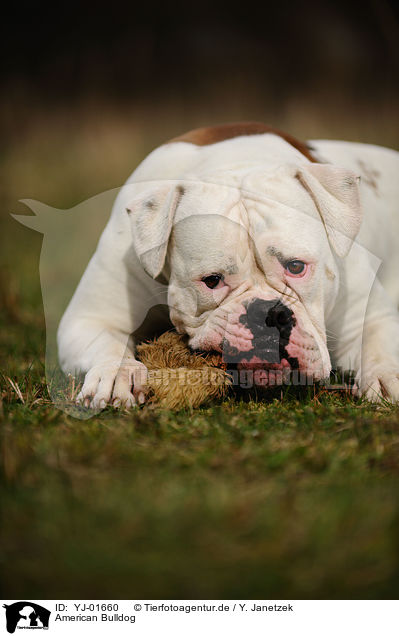 American Bulldog / YJ-01660