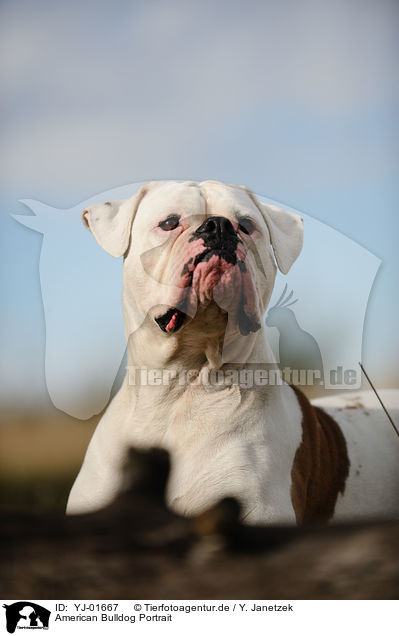American Bulldog Portrait / YJ-01667