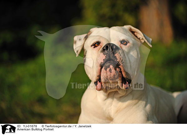 American Bulldog Portrait / YJ-01678