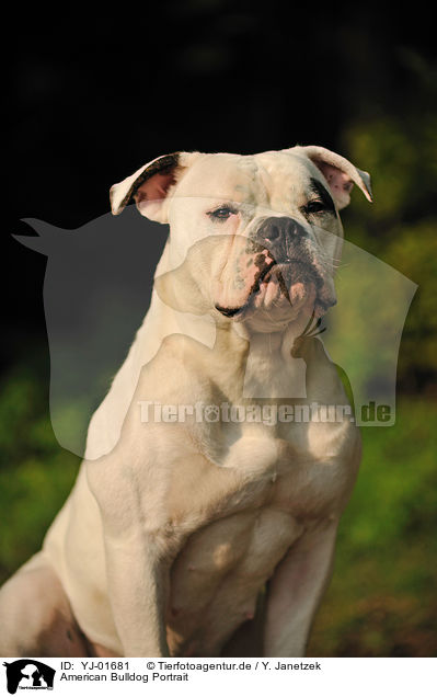 American Bulldog Portrait / YJ-01681