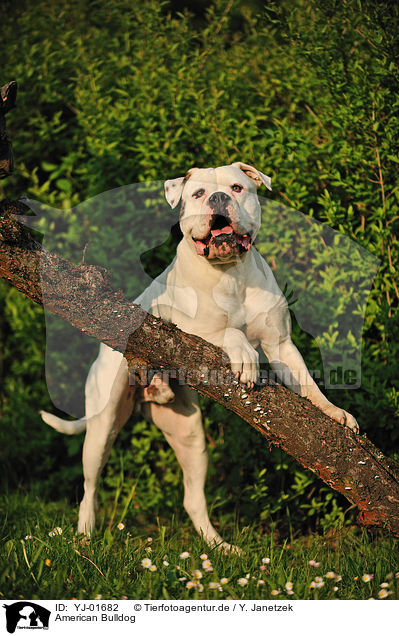 American Bulldog / YJ-01682