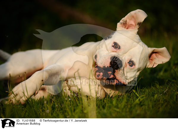American Bulldog / YJ-01688