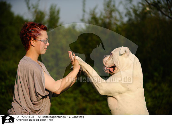 American Bulldog zeigt Trick / YJ-01695
