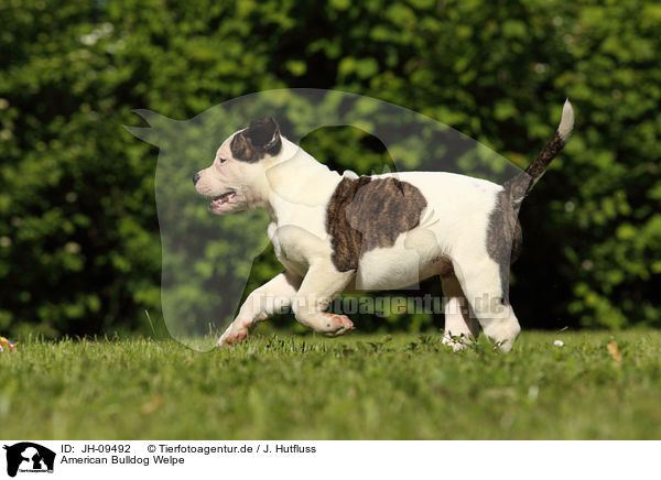 American Bulldog Welpe / American Bulldog Puppy / JH-09492