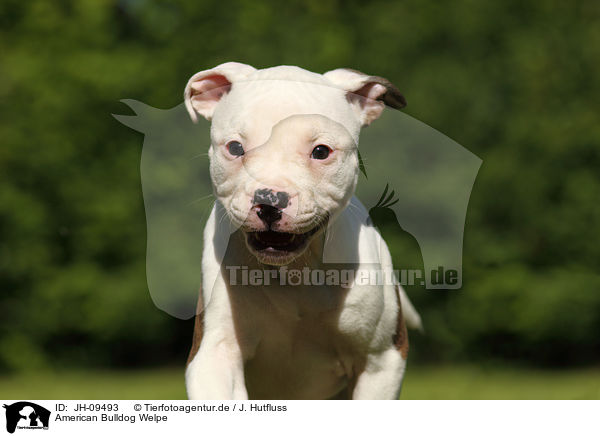 American Bulldog Welpe / American Bulldog Puppy / JH-09493