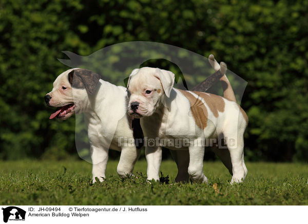 American Bulldog Welpen / American Bulldog Puppies / JH-09494