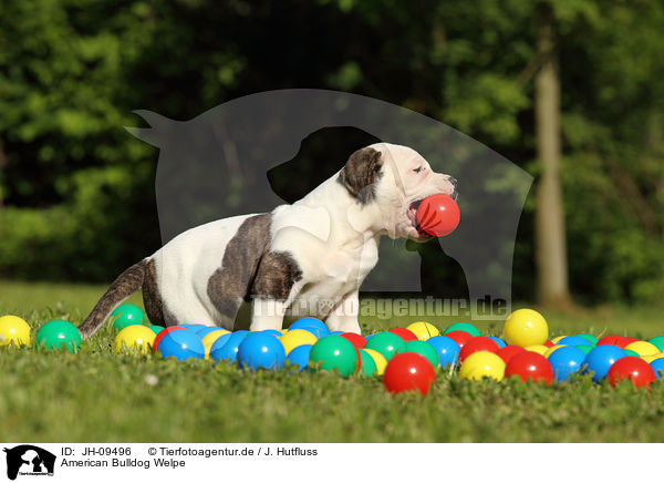 American Bulldog Welpe / JH-09496