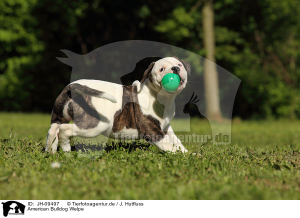 American Bulldog Welpe / JH-09497