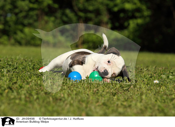 American Bulldog Welpe / American Bulldog Puppy / JH-09498
