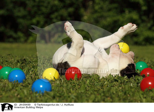 American Bulldog Welpe / JH-09499