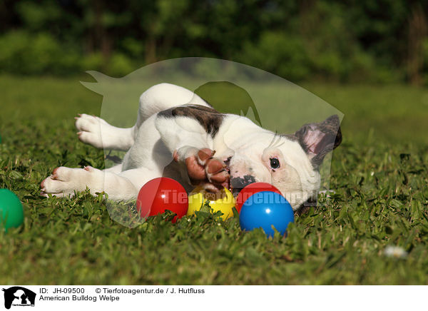 American Bulldog Welpe / American Bulldog Puppy / JH-09500