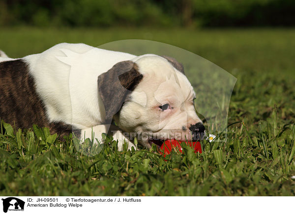 American Bulldog Welpe / American Bulldog Puppy / JH-09501