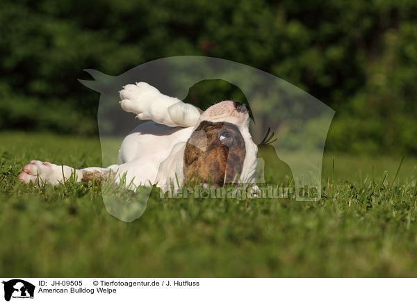 American Bulldog Welpe / American Bulldog Puppy / JH-09505