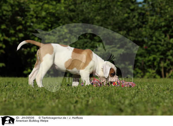 American Bulldog Welpe / American Bulldog Puppy / JH-09506