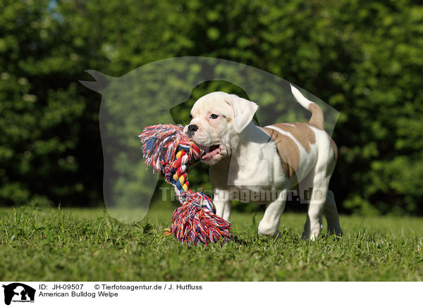 American Bulldog Welpe / American Bulldog Puppy / JH-09507