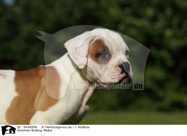 American Bulldog Welpe / American Bulldog Puppy / JH-09509
