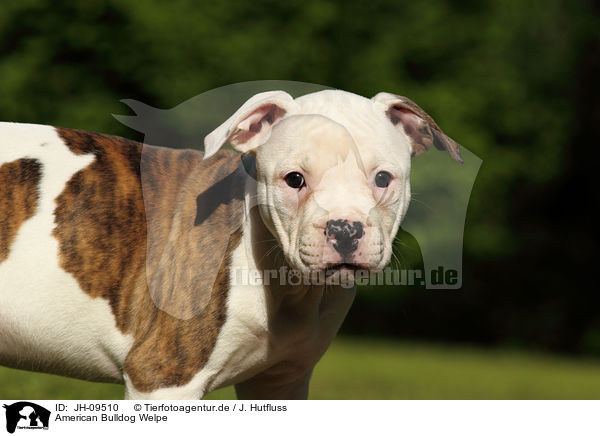 American Bulldog Welpe / American Bulldog Puppy / JH-09510