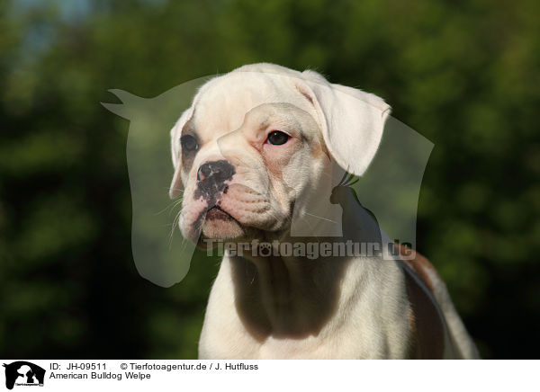 American Bulldog Welpe / American Bulldog Puppy / JH-09511