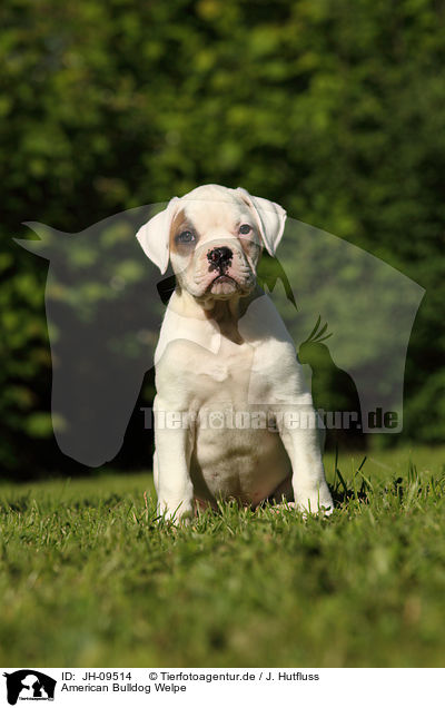 American Bulldog Welpe / American Bulldog Puppy / JH-09514