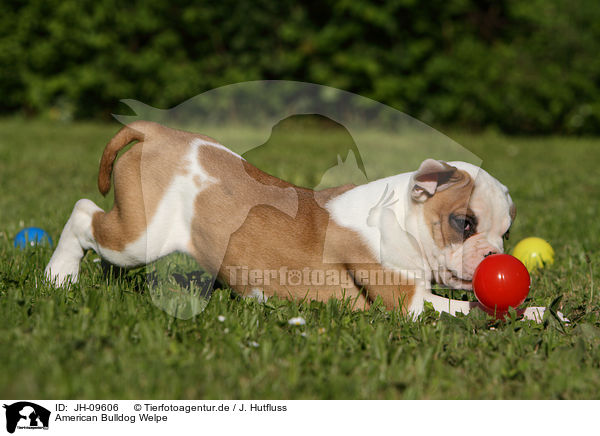 American Bulldog Welpe / JH-09606
