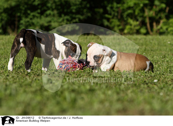 American Bulldog Welpen / American Bulldog Puppies / JH-09612