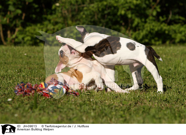 American Bulldog Welpen / American Bulldog Puppies / JH-09613