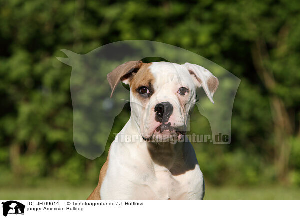 junger American Bulldog / JH-09614