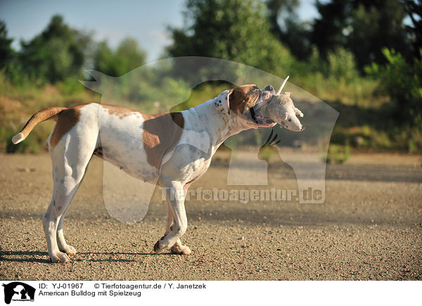 American Bulldog mit Spielzeug / YJ-01967