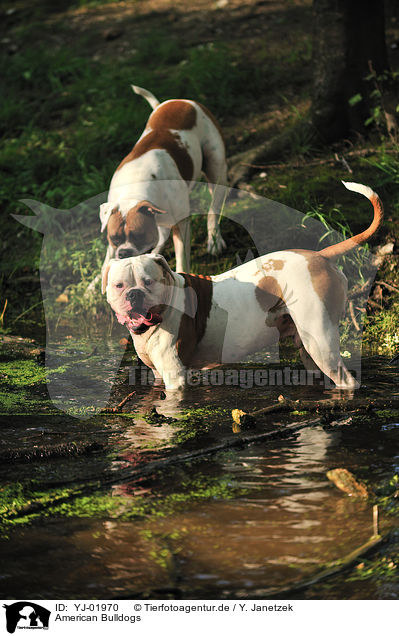 American Bulldogs / YJ-01970