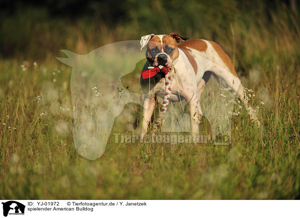 spielender American Bulldog / YJ-01972