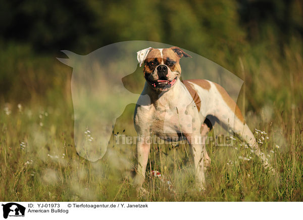 American Bulldog / YJ-01973