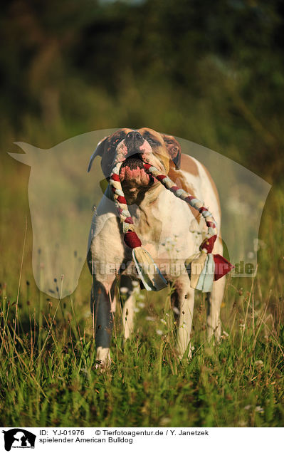 spielender American Bulldog / YJ-01976