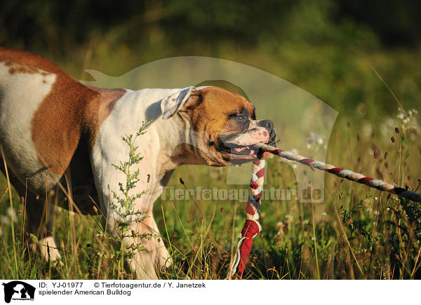 spielender American Bulldog / YJ-01977