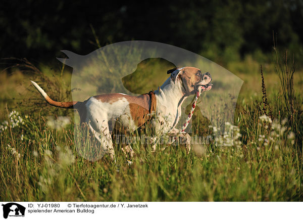 spielender American Bulldog / YJ-01980
