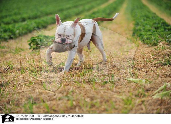 spielender American Bulldog / YJ-01990