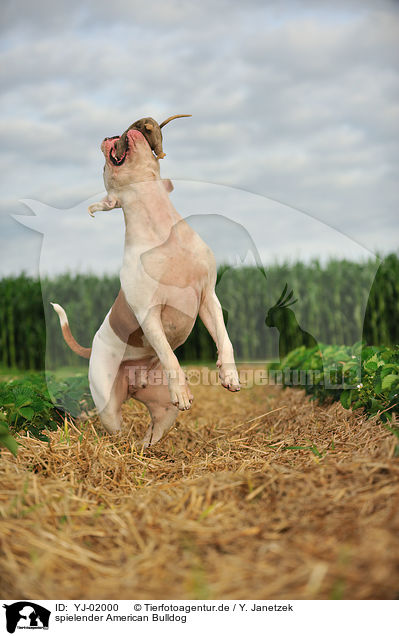 spielender American Bulldog / YJ-02000