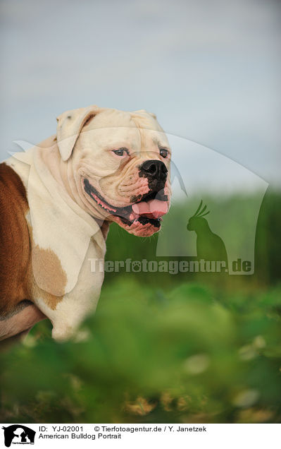 American Bulldog Portrait / YJ-02001