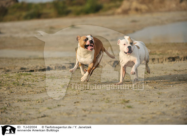rennende American Bulldogs / YJ-02004