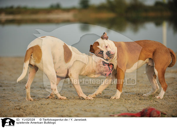 spielende American Bulldogs / YJ-02028