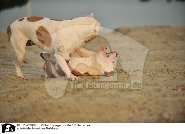 spielende American Bulldogs / YJ-02030
